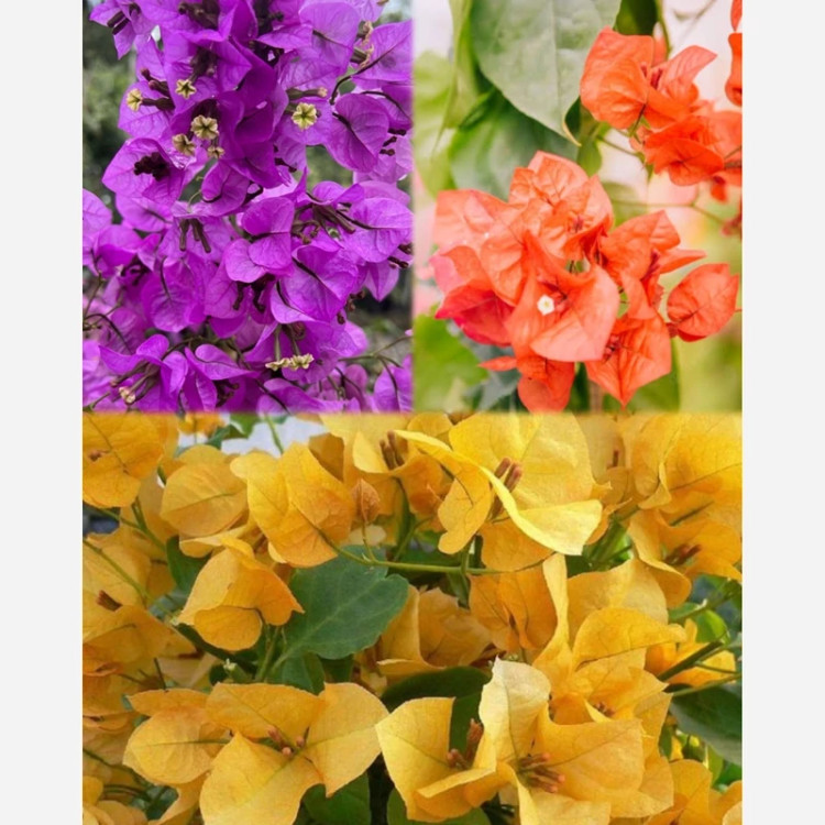 خرید نهال گل کاغذی رنگی گلهای بزرگ و زیبا مقاوم به کم ابی و گرما