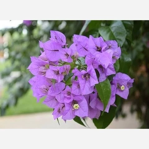 خرید نهال گل کاغذی رنگی گلهای بزرگ و زیبا مقاوم به کم ابی و گرما