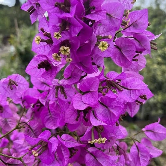 خرید نهال گل کاغذی رنگی گلهای بزرگ و زیبا مقاوم به کم ابی و گرما