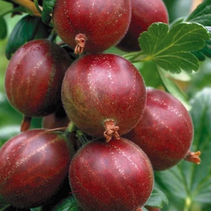 خرید نهال انگور فرنگی قرمز درشت شیرین آبدار بسیار اقتصادی مقاوم به کم ابی و سرما