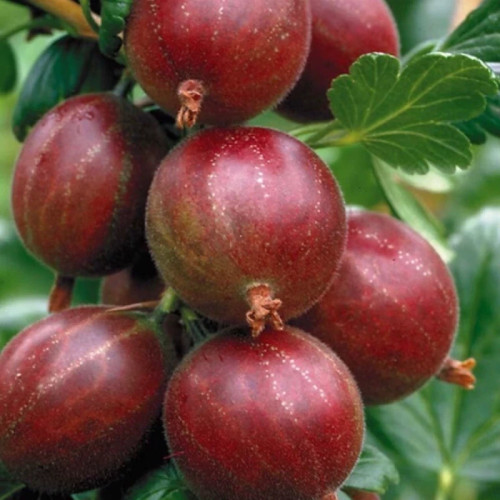 خرید نهال انگور فرنگی قرمز درشت شیرین آبدار بسیار اقتصادی مقاوم به کم ابی و سرما