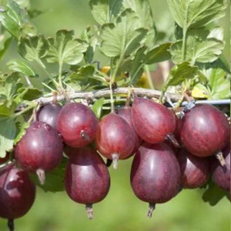 خرید نهال انگور فرنگی قرمز درشت شیرین آبدار بسیار اقتصادی مقاوم به کم ابی و سرما
