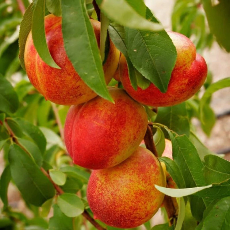 خرید نهال شلیل سایز بزرگ بن دار اب دار شیرین بسیار اقتصادی مقاوم به کم ابی و سرما