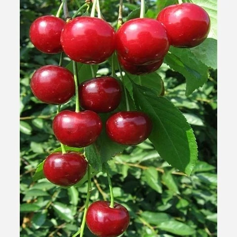 خرید نهال آلبالو بوترمو درشت اب دار شیرین بسیار اقتصادی مقاوم به کم ابی و سرما
