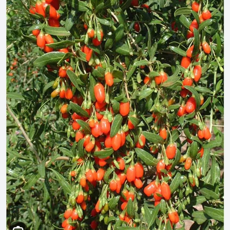 خرید نهال گوجی بری پربار درشت اب دار بسیار اقتصادی مقاوم به کم ابی و سرما