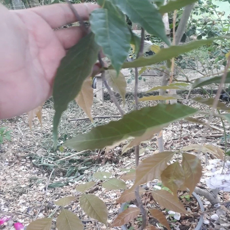 خرید نهال پیچ گلیسین سفید بزرگ زیبا مقاوم به کم ابی و گرما
