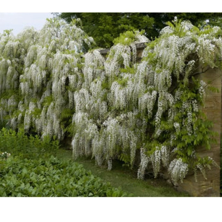 خرید نهال پیچ گلیسین سفید بزرگ زیبا مقاوم به کم ابی و گرما