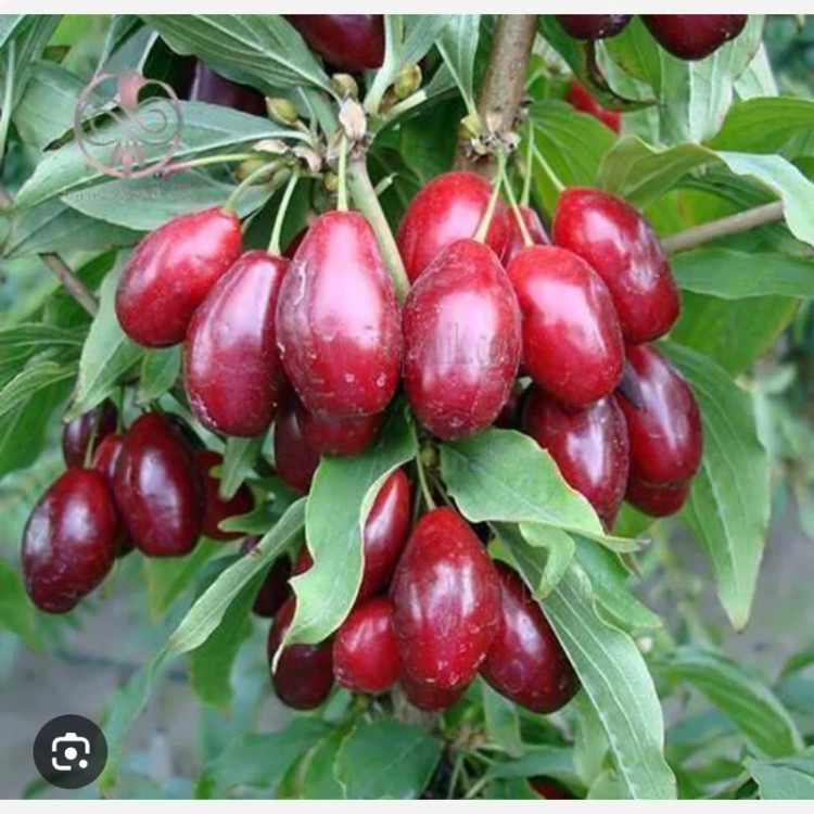 خرید نهال ذغال اخته ترکیه درشت بسیار اقتصادی مقاوم به کم ابی و سرما