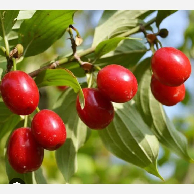 خرید نهال ذغال اخته ترکیه درشت بسیار اقتصادی مقاوم به کم ابی و سرما