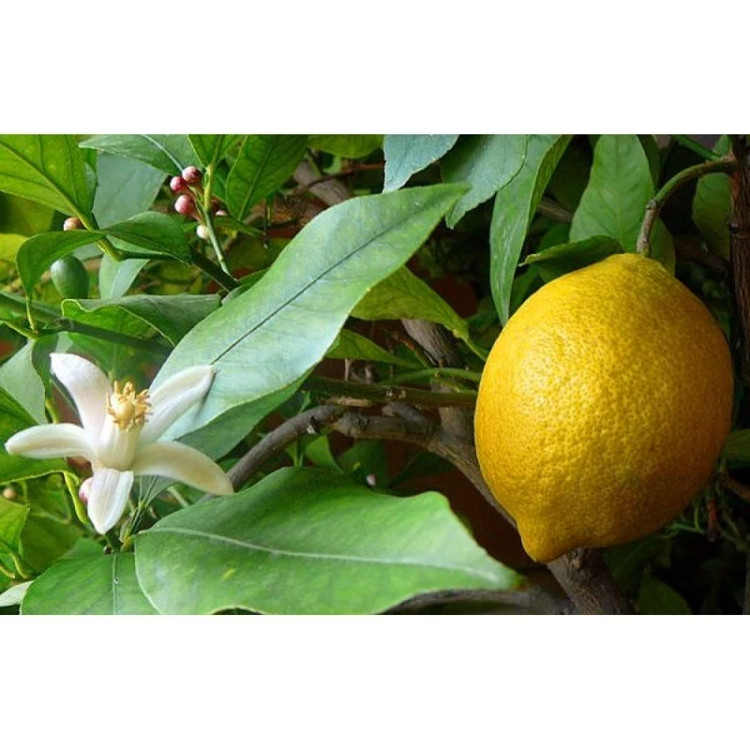 خرید نهال لیمو ترش چهارفصل درشت ترش اب دار بسیار اقتصادی مقاوم به کم ابی و سرما