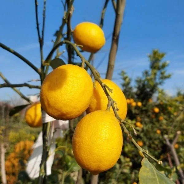 خرید نهال لیمو ترش چهارفصل درشت ترش اب دار بسیار اقتصادی مقاوم به کم ابی و سرما