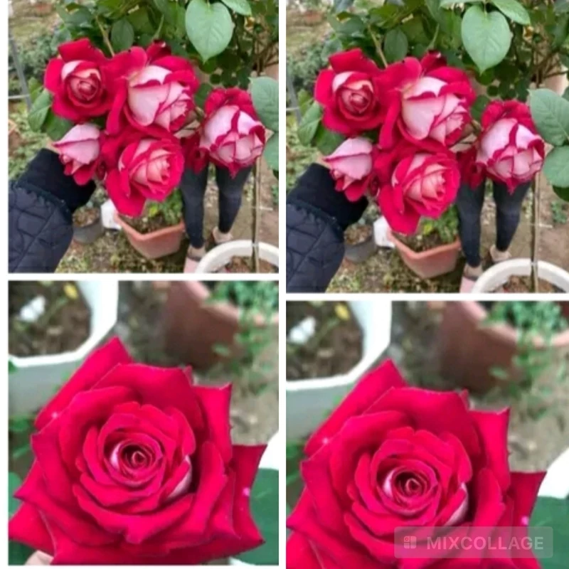 خرید نهال  رز پشت نقره ای با گل های بزرگ وزیبا مقاوم به کم ابی و گرما