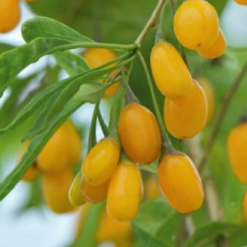 خرید نهال گوجی بری گلدن زیبا خوشمزه بسیار اقتصادی مقاوم به کم ابی و گرما