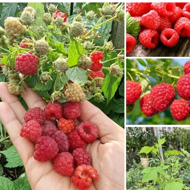 خرید نهال رازبری 3فصله درشت خوشمزه بسیار اقتصادی مقاوم به کم ابی و گرما