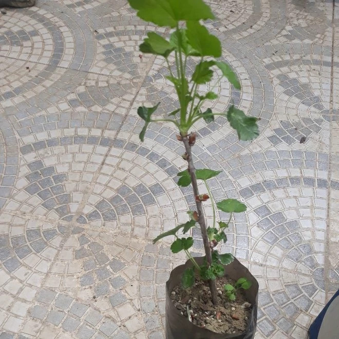 خرید نهال کارنت قرمز درشت خوشمزه بسیار اقتصادی مقاوم به کم ابی و سرما