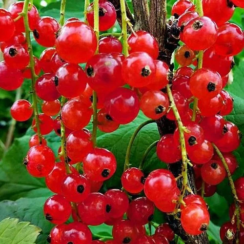 خرید نهال کارنت قرمز درشت خوشمزه بسیار اقتصادی مقاوم به کم ابی و سرما