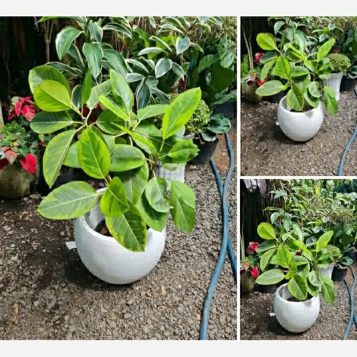خرید نهال فیکوس طلایی برگ های سبز زیبا مقاوم به کم ابی و گرما