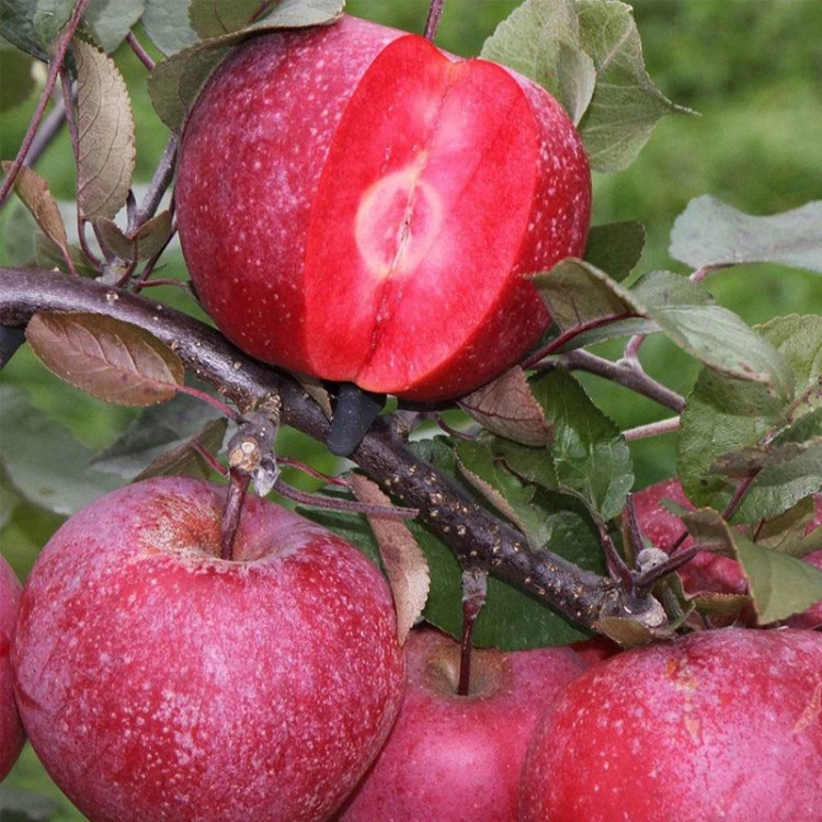خرید نهال سیب خونی قرمز درشت شیرین اب دار بسیار اقتصادی مقاوم به کم ابی و سرما