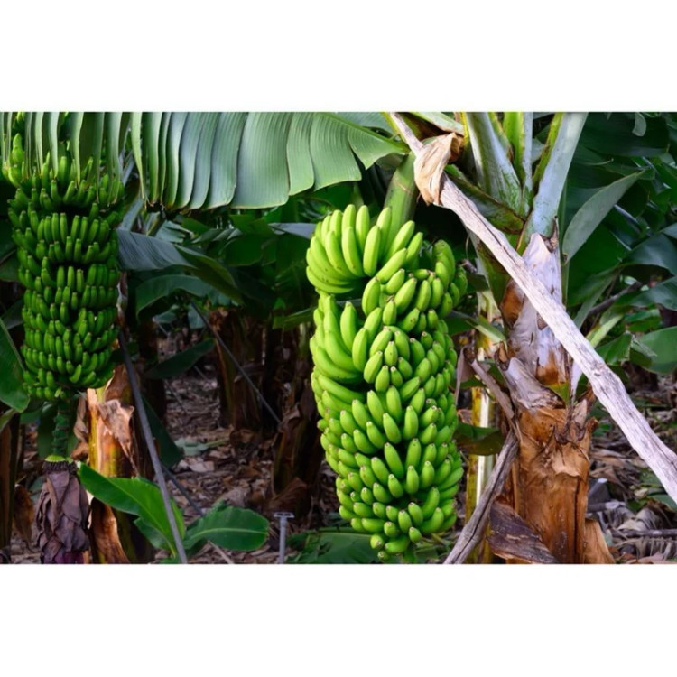 خرید نهال موز گرندناین یا چیکیتا شیرین بزرگ بسیار اقتصادی مقاوم به کم ابی و سرما