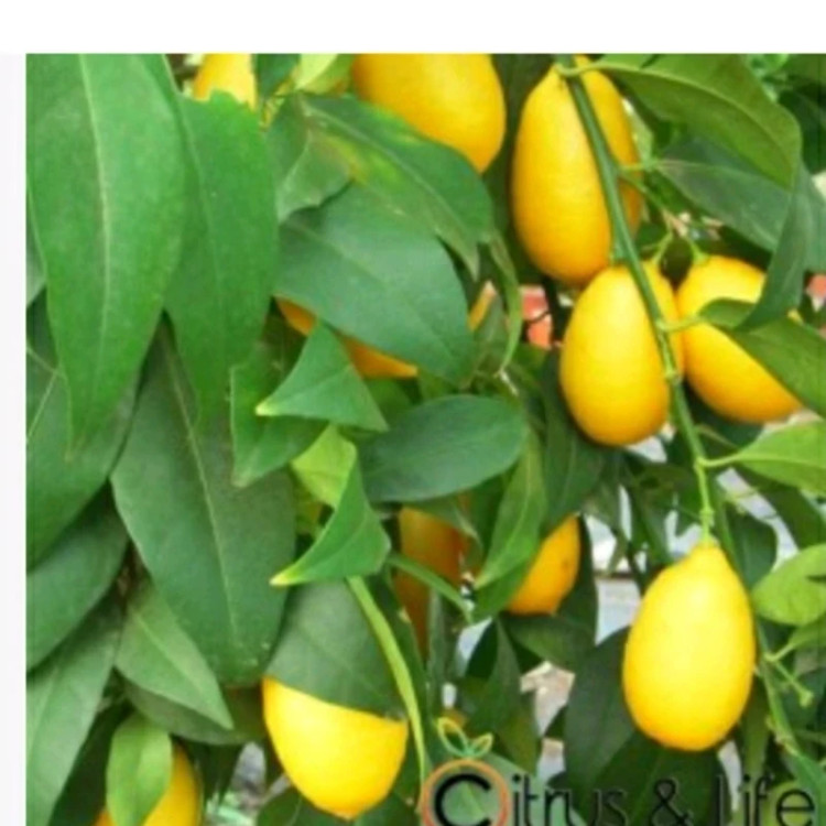 خرید نهال لیمو لایم کوات درشت خوشمزه بسیار اقتصادی مقاوم به کم ابی و سرما