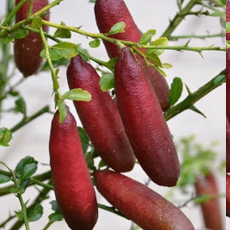 خرید نهال لیمو خاویاری یا لیمو انگشتی درشت مقاوم به کم ابی و گرما