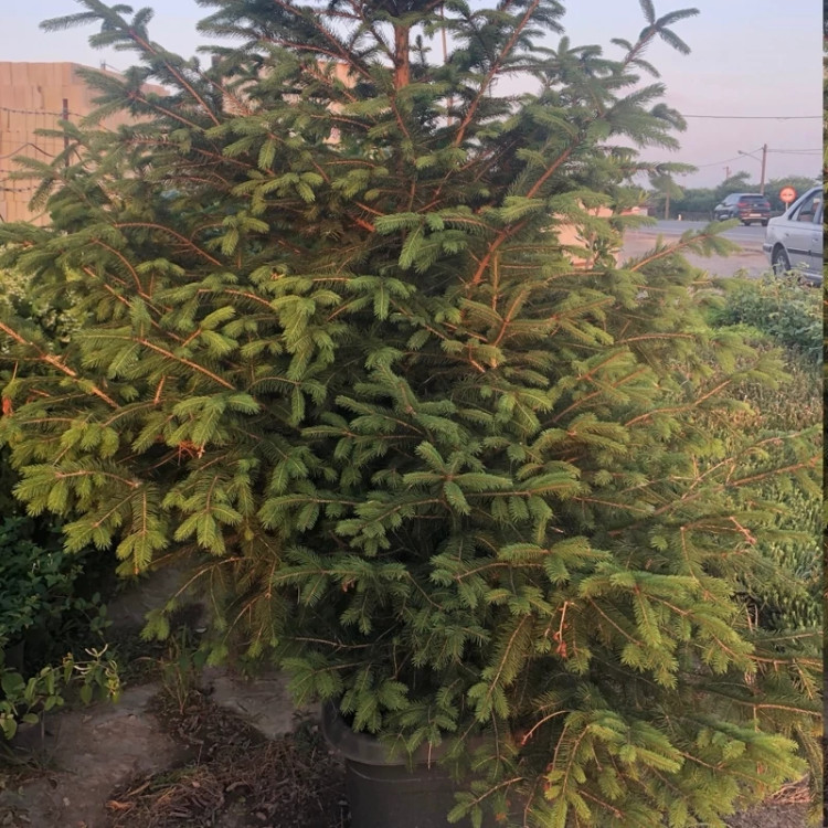 خرید نهال کاج نوئل سبز زیبا مقاوم به کم ابی و گرما