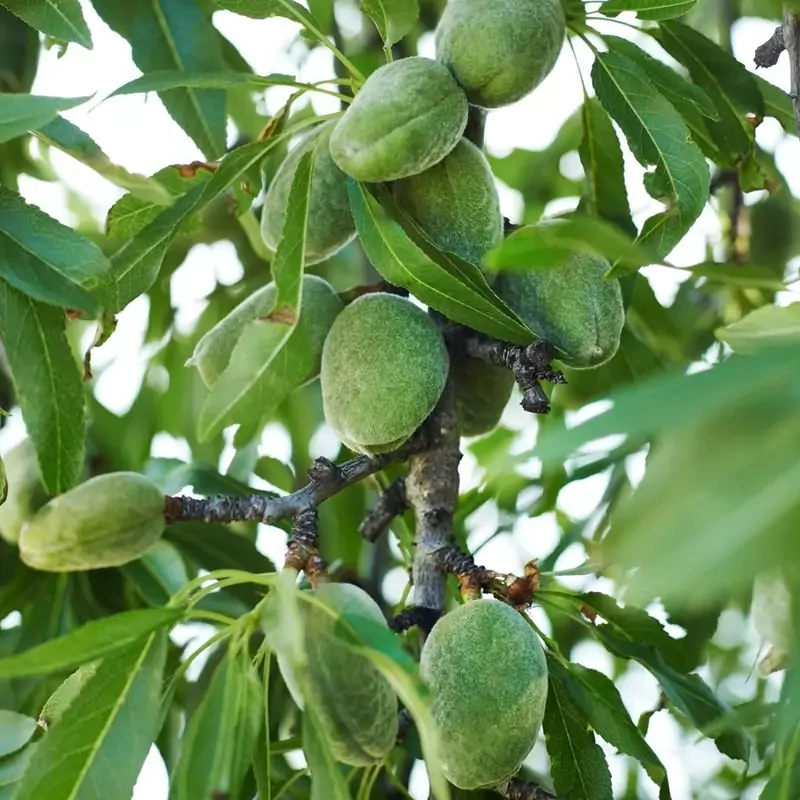 خرید نهال بادام تونو سنگی پربار درشت بسیار اقتصادی مقاوم به کم ابی و سرما
