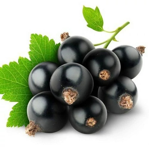 خرید نهال کارنت سیاه انگور نروژی خوشمزه بسیار اقتصادی مقاوم به کم ابی و سرما