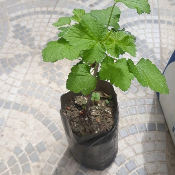 خرید نهال کارنت سیاه انگور نروژی خوشمزه بسیار اقتصادی مقاوم به کم ابی و سرما