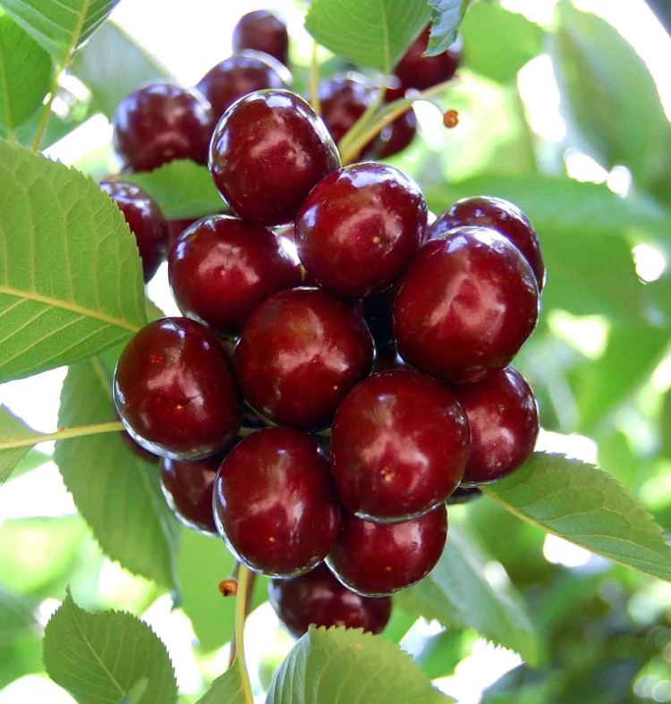 خرید نهال آلبالو ناپلئون درشت شیرین اب دار بسیار اقتصادی مقاوم به کم ابی و سرما