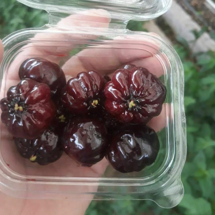 خرید نهال گیلاس سورینام سیاه درشت با طعمه شیرین بسیار اقتصادی مقاوم به کم ابی و سرما