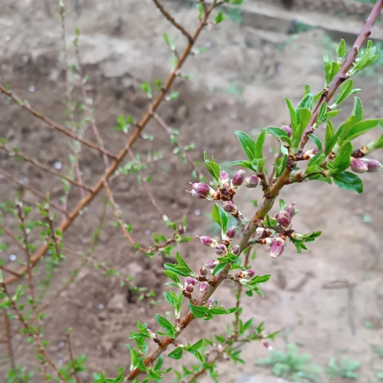 خرید نهال بادام شکوفه درشت بسیار اقتصادی مقاوم به کم ابی و سرما