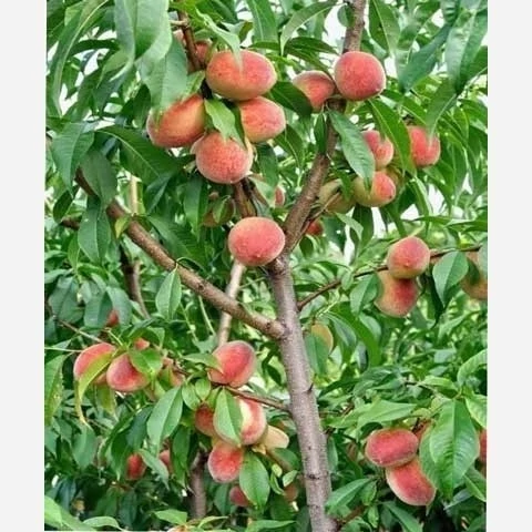 خرید نهال هلو کاردی زودرس درشت شیرین اب دار بسیار اقتصادی مقاوم به کم ابی و سرما