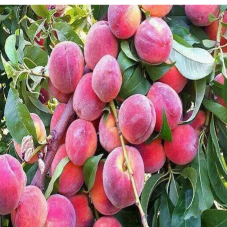 خرید نهال هلو آلبرتا دوبار درشت اب دار شیرین بسیار اقتصادی مقاوم به کم ابی و سرما