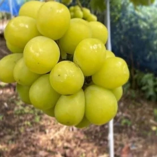 خرید نهال انگور موسکات سبز درشت شیرین اب دار بسیار اقتصادی مقاوم به کم ابی و سرما