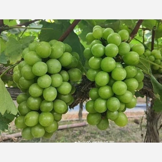 خرید نهال انگور موسکات سبز درشت شیرین اب دار بسیار اقتصادی مقاوم به کم ابی و سرما