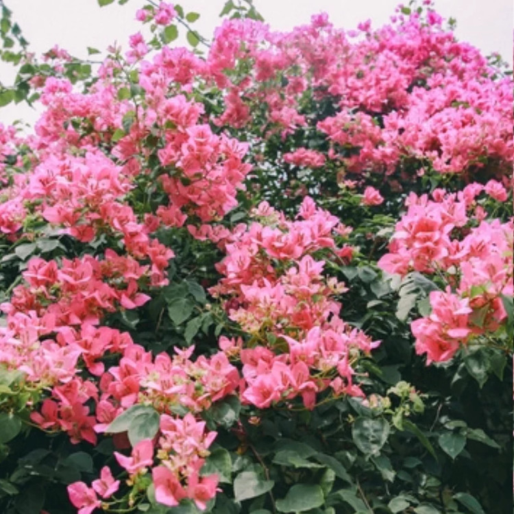 خرید نهال گل کاغذی صورتی پرپر گلهای بزرگ و زیبا مقاوم به کم ابی و گرما