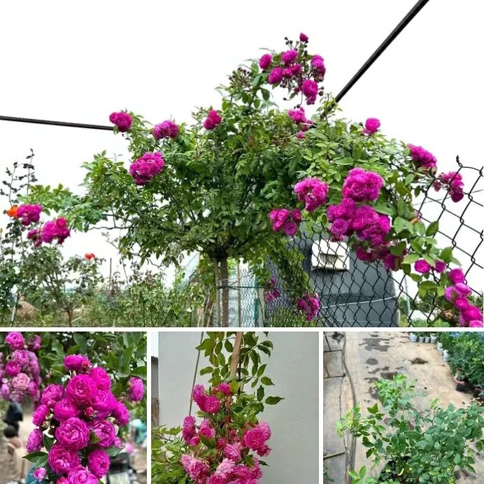 خرید نهال نسترن سرخآبی با گلهای بزرگ و زیبا مقاوم به کم ابی و گرما