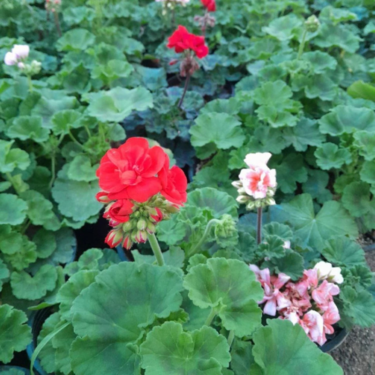 خرید بوته شمعدانی هلندی همه رنگ موجوده با گلهای بزرگ و زیبا مقاوم به کم ابی و گرما