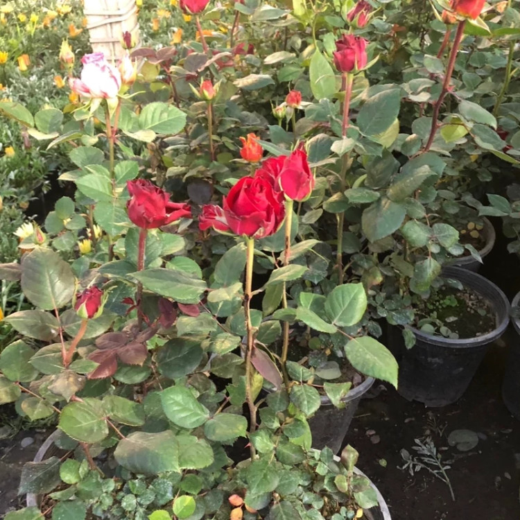 خرید نهال رز قرمز معطر مخملی با گل های بزرگ زیبا مقاوم به کم ابی و گرما