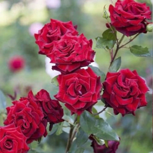 خرید نهال رز قرمز معطر مخملی با گل های بزرگ زیبا مقاوم به کم ابی و گرما