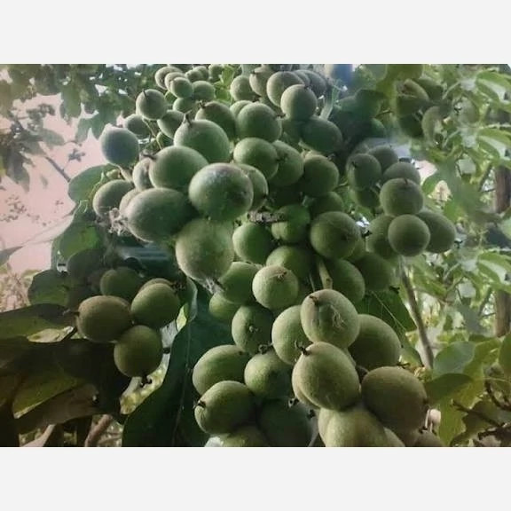 خرید نهال گردو ژنوتیپ درشت مقاوم به کم ابی و گرما بسیار اقتصادی