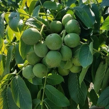 خرید نهال گردو ژنوتیپ درشت مقاوم به کم ابی و گرما بسیار اقتصادی