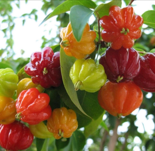 خرید نهال گیلاس سورینام خوشمزه درشت اب دار بسیار اقتصادی مقاوم به کم ابی و سرما