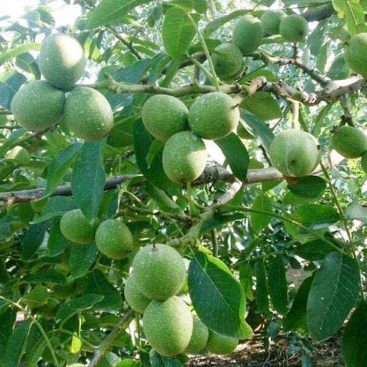 خرید نهال گردو سفید شیلی درشت بسیار اقتصادی مقاوم به کم ابی و سرما
