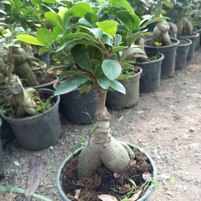 خرید نهال بونسای جنسینگ بسیار اقتصادی زیبا مقاوم به کم ابی و سرما