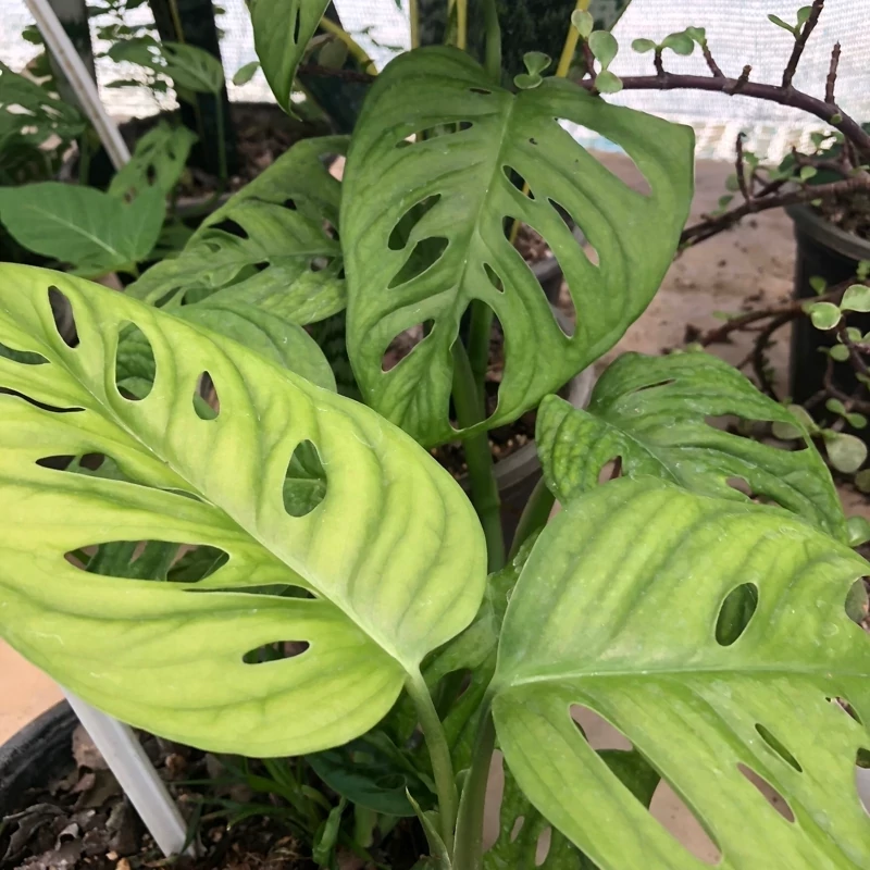 خرید نهال بوته پیتوس پنجره ای زیبا مقاوم به کم ابی و گرما
