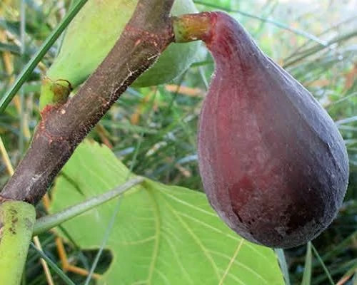 خرید نهال شاه انجیر سیاه درشت اب دار شیرین بسیار اقتصادی مقاوم به کم ابی و سرما