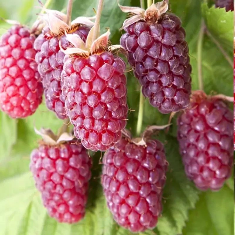 خرید نهال بوته لوگان بری درشت اب دار شیرین بسیار اقتصادی مقاوم به کم ابی و سرما