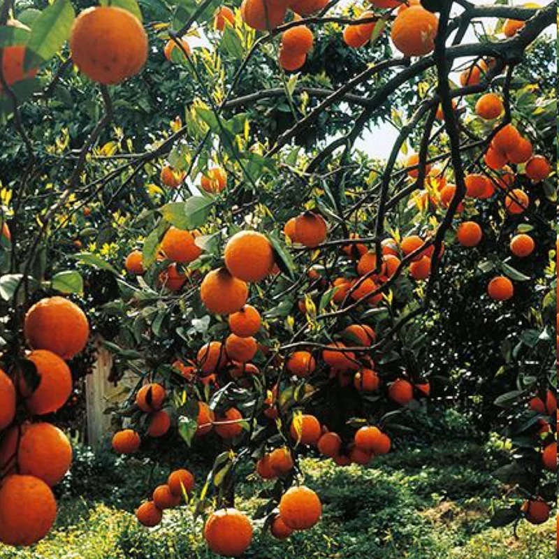 خرید نهال پرتقال خونی ژاپنی درشت شیرین اب دار بسیار اقتصادی مقاوم به کم ابی و سرما